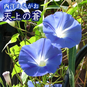 アサガオ 苗の人気商品 通販 価格比較 価格 Com