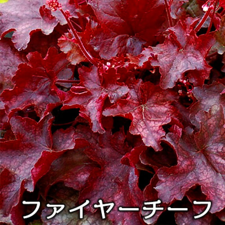 楽天市場 ヒューケラ カラーリーフ苗 小型品種 寄せ植えハンギング向け 3号 春苗予約 花苗園芸店なごみ 楽天市場 ヒューケラ カラーリーフ苗 小型品種 寄せ植えハンギング向け 3号 春苗予約 花苗園芸店なごみ