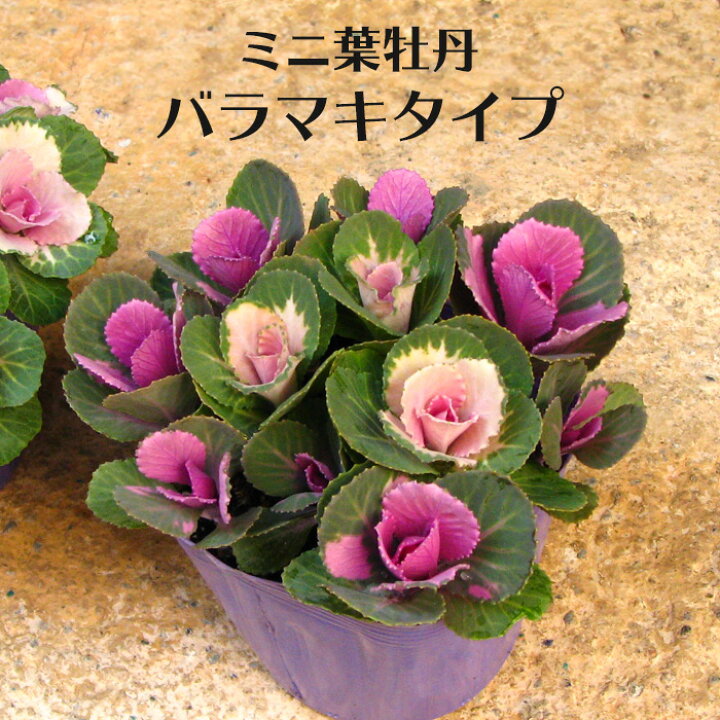 楽天市場 処分セール 寄せ植え ミニ 葉牡丹 バラマキ ハボタン 専門店用苗 3 5号 多粒まき 葉ボタン 冬苗 花苗園芸店なごみ