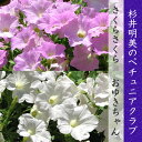 杉井明美のペチュニア さくらさくら/おゆきちゃん 花苗 3.5号