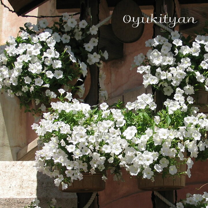 Title Off 草花の苗 ランドスケープペチュニア さくらさくら3 5号ポット12株セット Globescoffers Com