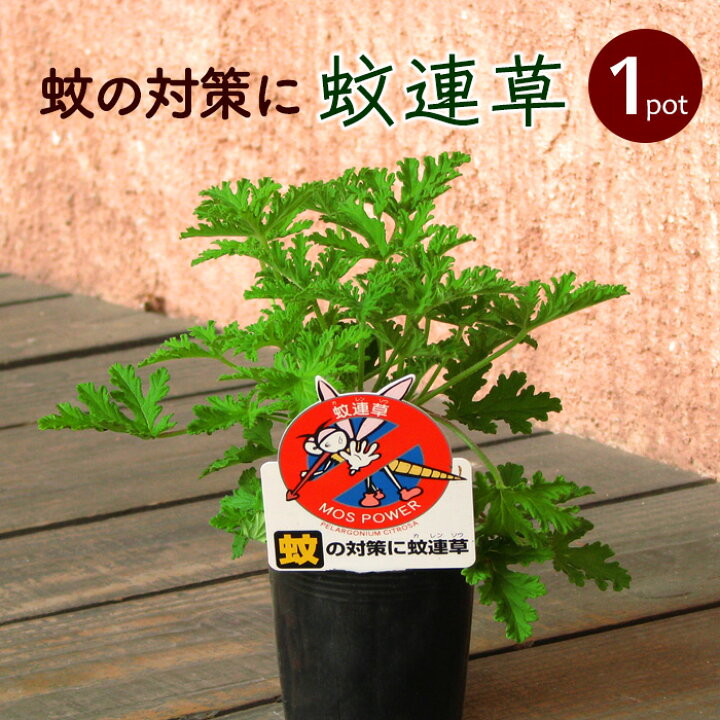 楽天市場 1p 蚊連草 かれんそう カレンソウ 苗1ポット 夏苗 花苗園芸店なごみ 楽天市場 1p 蚊連草 かれんそう カレンソウ 苗1ポット 夏苗 花苗園芸店なごみ