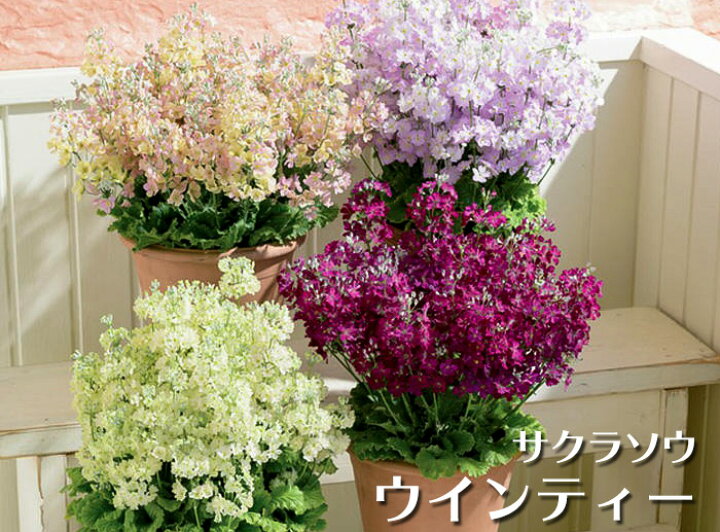 楽天市場 訳アリ処分 サントリー サクラソウ ウインティー 専門店用3 5号 花付き 花苗 花苗園芸店なごみ 楽天市場 訳アリ処分 サントリー サクラソウ ウインティー 専門店用3 5号 花付き 花苗 花苗園芸店なごみ
