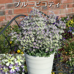 Tg[ TN\E ECeB[ 3.5 ԕc [~c\]