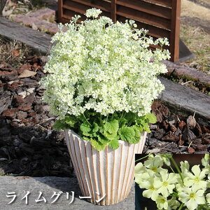 Tg[ TN\E ECeB[ 3.5 ԕc [~c\]