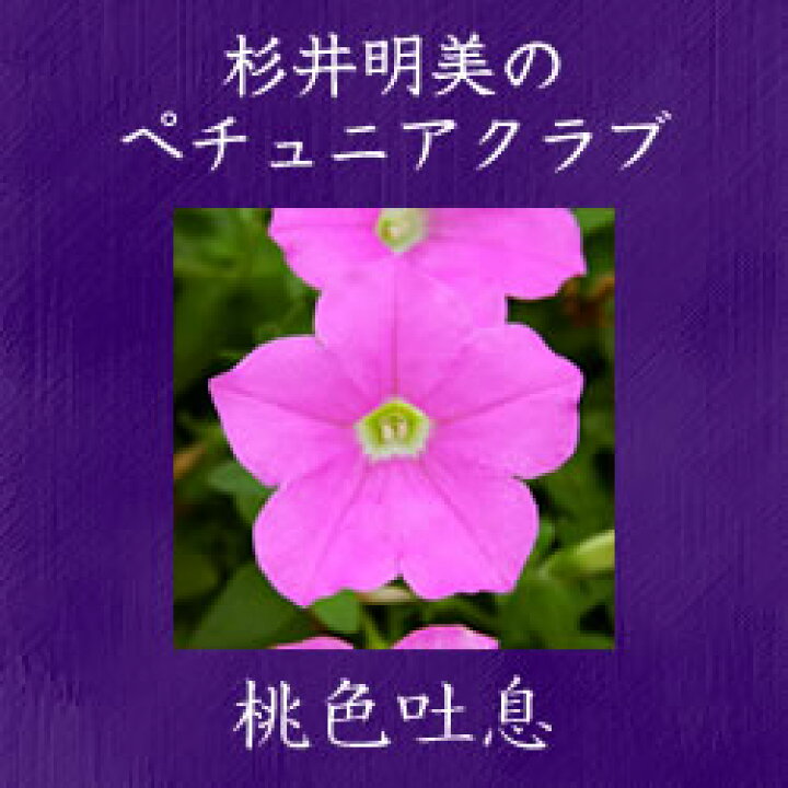楽天市場 杉井明美の ペチュニア 桃色吐息 3 5号 専門店 花苗 春苗予約 クリーム色ラベル 花苗園芸店なごみ