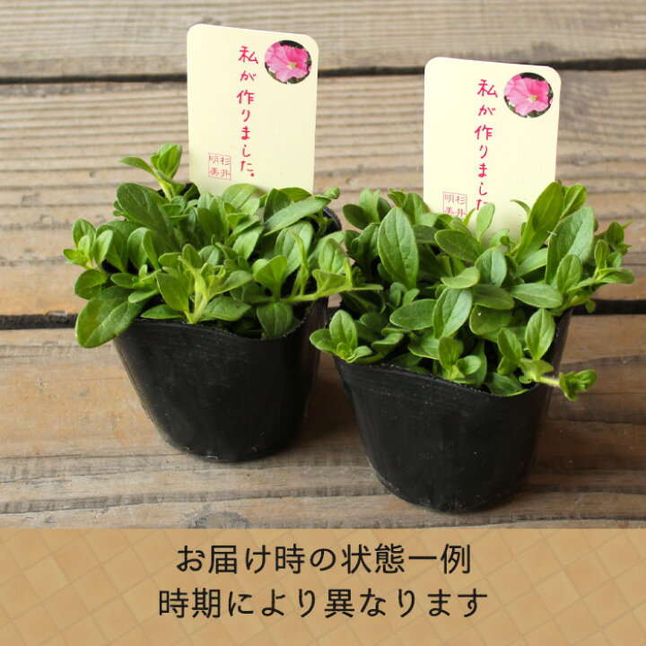 楽天市場 杉井明美の ペチュニア 桃色吐息 3 5号 専門店 花苗 春苗予約 クリーム色ラベル 花苗園芸店なごみ