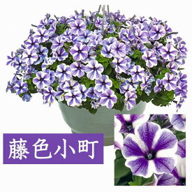 楽天市場 花苗 ペチュニアの通販