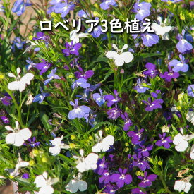 栄養系 ロベリア 3色植え カラーズ 3.5号 花苗[春苗予約]