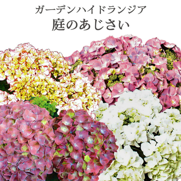 楽天市場 庭のあじさい 紫陽花 苗木 5号 夏苗 植え込み用 自然開花株 花苗園芸店なごみ
