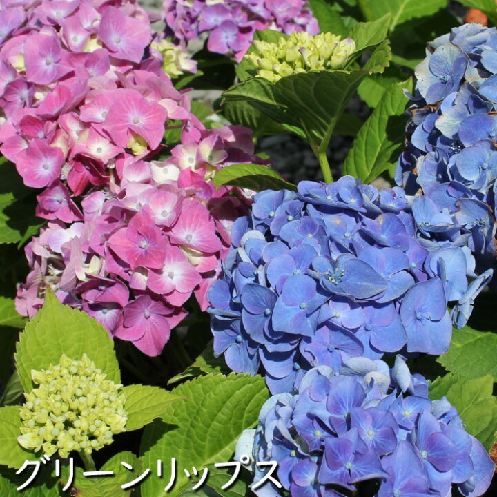 楽天市場 庭のあじさい 紫陽花 苗木 5号 夏苗 植え込み用 自然開花株 花苗園芸店なごみ