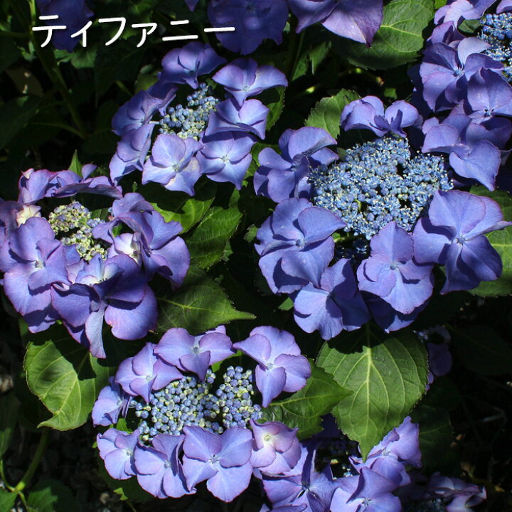 楽天市場 庭のあじさい 紫陽花 苗木 5号 夏苗 植え込み用 自然開花株 花苗園芸店なごみ