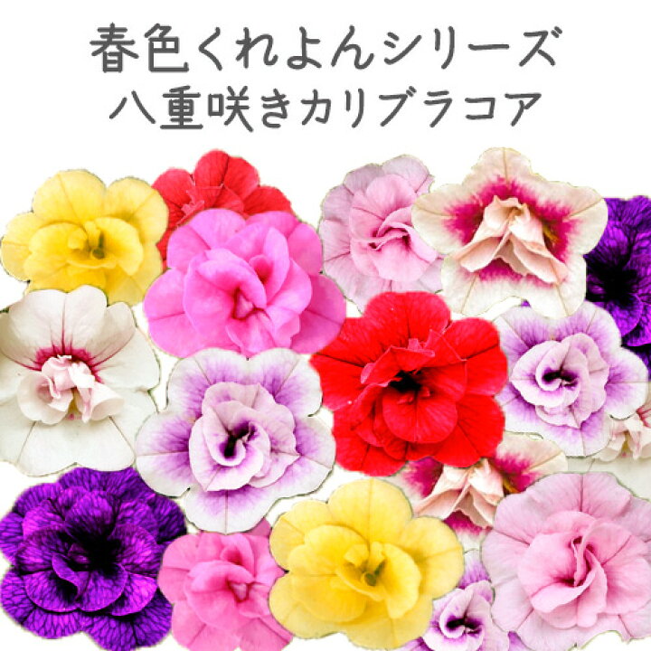 八重咲きインパチェンス カリフォルニアローズ フィエスタ 花苗 3 5号 最高級のスーパー 八重咲きインパチェンス カリフォルニアローズ フィエスタ 花苗 3 5号 最高級のスーパー