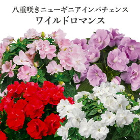 【処分セール】八重咲き ニューギニアインパチェンス ワイルドロマンス 3.5号 花苗[夏苗]