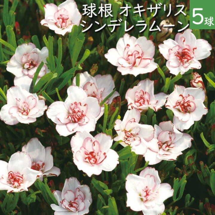 楽天市場 八重咲き オキザリス 球根 シンデレラムーン 5球入り 夏植え球根 絵袋入 花苗園芸店なごみ