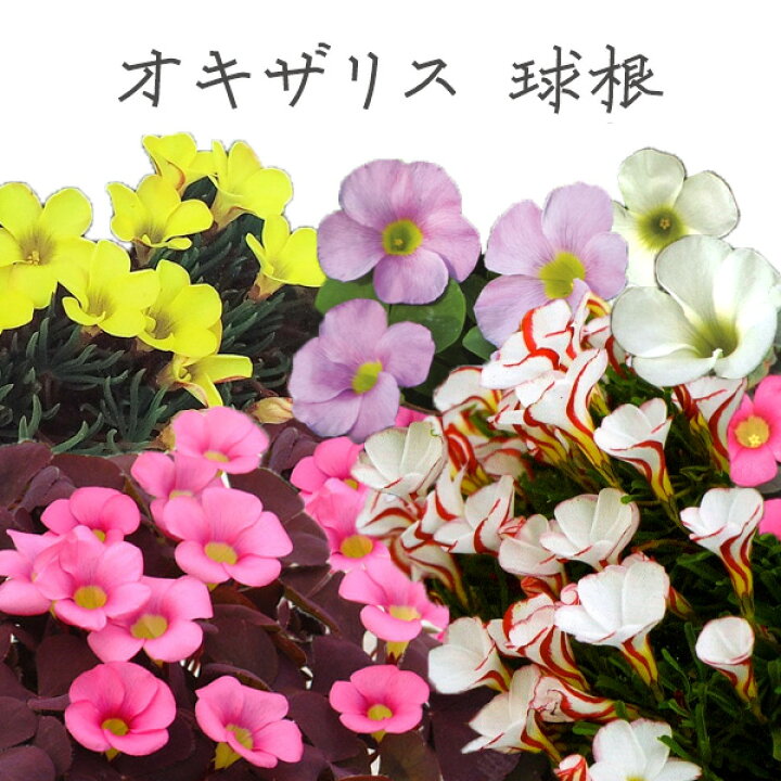楽天市場 オキザリス 球根 夏植え球根 絵袋入 花苗園芸店なごみ