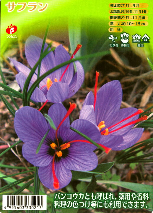 楽天市場 夏セール対象 処分品 球根 サフラン 秋咲き球根 インテリアフラワー 絵袋入 5球入り 花苗園芸店なごみ