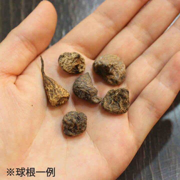 楽天市場 お徳用セット アネモネ 球根 コンビネーションカラー 球絵袋入 秋植え球根 秋植え春咲き 秋球根 花苗園芸店なごみ