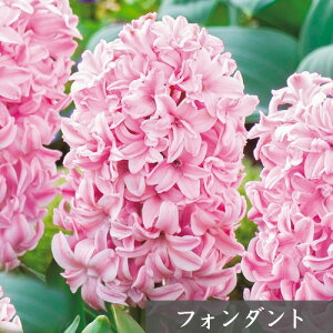 y ubNtCf[2025 zqVX 勅  ͔|p ώ@p ^LC  xtlbg 1[H]