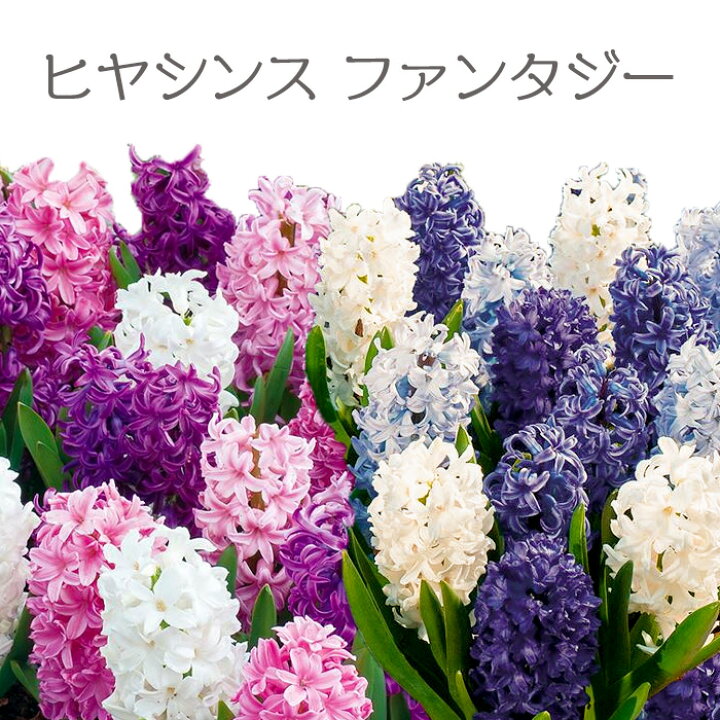 楽天市場 お徳用セット ヒヤシンス ファンタジー 球根 ラベル付きネット袋 色mixアソート8球入 花壇 鉢植えに 秋球根 花苗園芸店なごみ