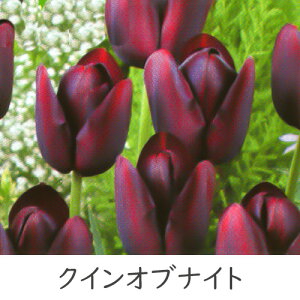 ^LC V `[bv d炫 5Gܓ lCiRNV HAiHAt炫j[H]