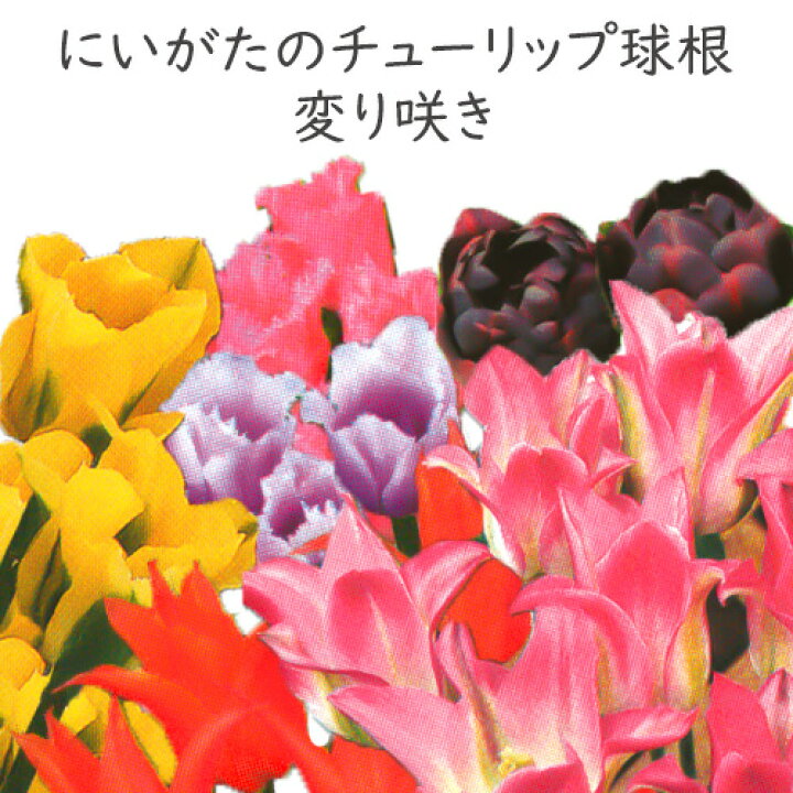 楽天市場 9月出荷 にいがたのチューリップ 変わり咲き 5球絵袋入 秋植え球根 秋植え春咲き 秋球根 花苗園芸店なごみ