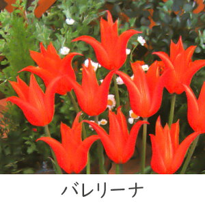 ^LC V `[bv ς炫 5Gܓ lCiRNV HAiHAt炫j[H]