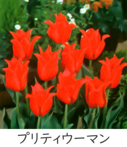 ^LC V `[bv ς炫 5Gܓ lCiRNV HAiHAt炫j[H]