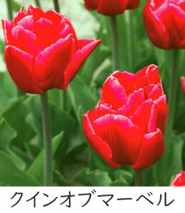 ^LC V `[bv ς炫 5Gܓ lCiRNV HAiHAt炫j[H]