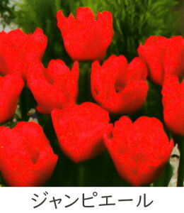 ^LC V `[bv ς炫 5Gܓ lCiRNV HAiHAt炫j[H]