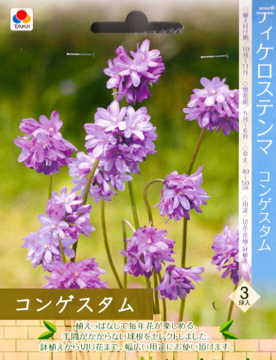 楽天市場 切り花向き 球根 絵袋入 秋植え球根 秋植え春咲き 秋球根 花苗園芸店なごみ