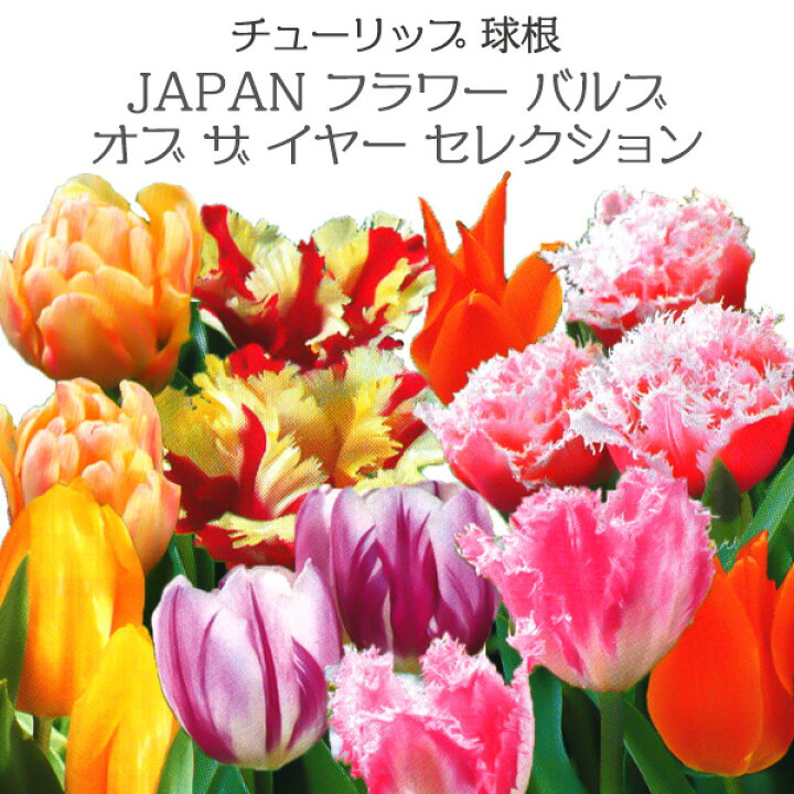 楽天市場 Japan フラワー バルブ オブ ザ イヤー セレクション チューリップ 球根 絵袋入 秋植え球根 秋植え春咲き 人気品種 秋球根 花苗園芸店なごみ