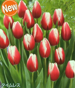 yZ[zJAPAN t[ ou Iu U C[ ZNV `[bv  Gܓ 3 HAiHAt炫jlCi [H]