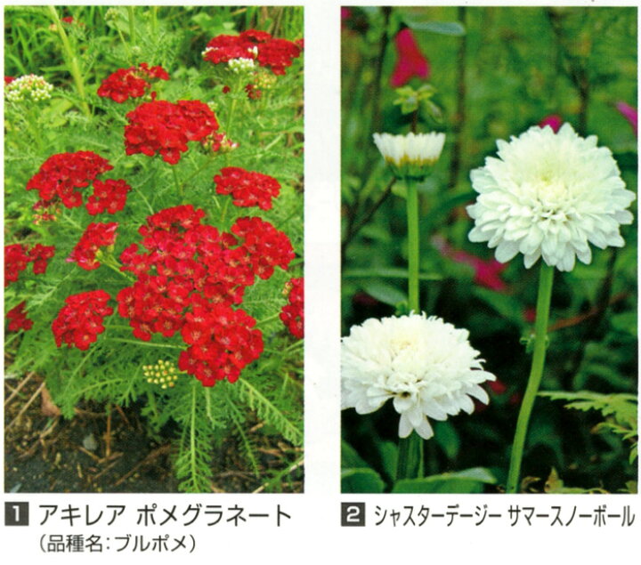楽天市場 Mhp 切り花向き 宿根草 コレクション 3号 花苗 秋苗 花苗園芸店なごみ 楽天市場 Mhp 切り花向き 宿根草 コレクション 3号 花苗 秋苗 花苗園芸店なごみ