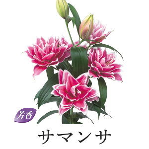 yZ[z֔d炫 IG^S [Y[  1Gܓ HA[H]