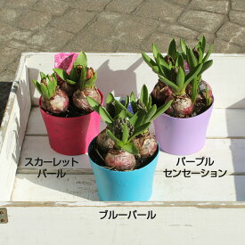 【処分セール】 ヒヤシンス 3球植え 土植え 球根 植込み済み 4号ポット
