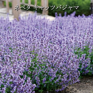 ly^ LbcpW} 11cm g[|bg ԕc PW[Hc\]