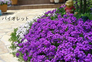 �y�����Z�[���z�T���g���[ �o�[�x�i �^�s�A�� �ԕc 3�� [�t�c�\��]