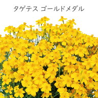 PW タゲテス ゴールドメダル 花苗 3号 別名 レモンマリーゴールド [秋苗予約]