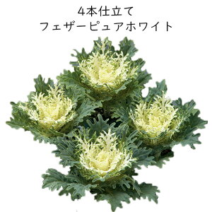 ~jtO ̌ tFU[sA zCg 4{d 3TCY[~c\]