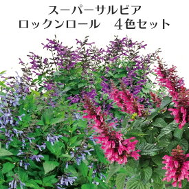 【4色セット】PW 宿根サルビア スーパー サルビア ロックンロール 花苗 4色計4P 3号 [夏苗]
