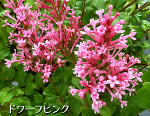 yZ[z F PCbN ؉Ԗ h[tV[Y PWuh 11cmO|bg[cؗ\]