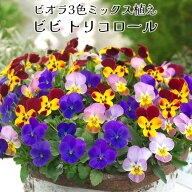 ビオラ 1株で3色 ビビ トリコロール 3色ミックス植え 3.5号ポット 花苗[秋苗予約]