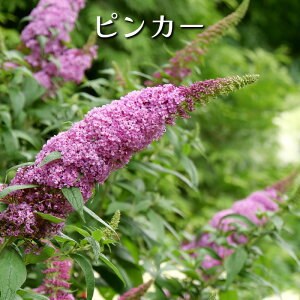 PW ubhA pOX^[ 11cm dg[|bg c [Hc]