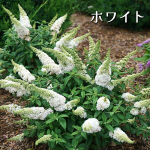 PW ubhA pOX^[ 11cm dg[|bg c [Hc]