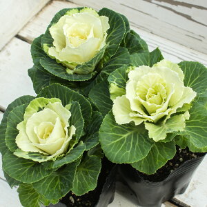 tO tAzCg 1{d 3TCY[~c\]