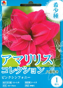 �V�i�� �A�}�����X���� �t���b�V���[�Y �A�}�����X ������ �󏭕i�� 1�� �G�ܓ�