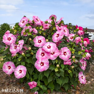 �h���n�C�r�X�J�X �T�}���t�B�b�N �V���[�Y 11cm�g�[���|�b�gPW [�t�c�\��]