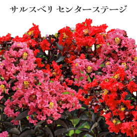 PW 黒葉 サルスベリ センターステージ 11cmトールポット[苗木]