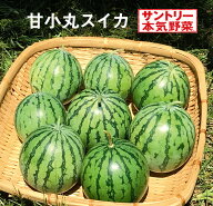 サントリー 本気野菜 スイカ苗 甘小丸スイカ 3.5号 接木苗[夏苗予約]